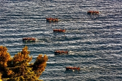 LA POESIA DEL PALIO MARINARO DEL TIGULLIO